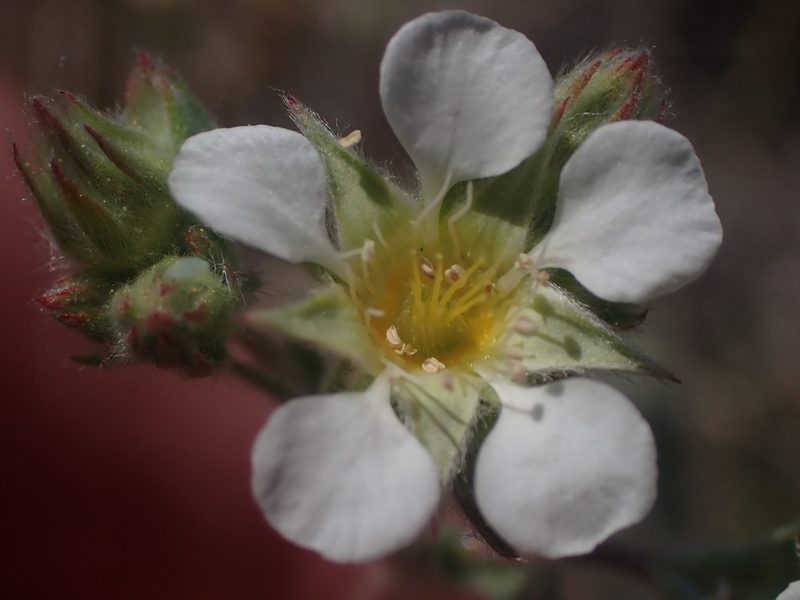 Potentilla sericoleuca, photographed by Scott Yarger