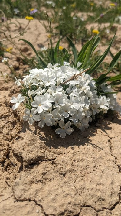 Phlox griseola, photographed by Darrin Gobble