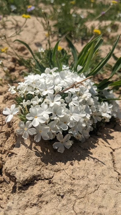 Phlox griseola, photographed by Darrin Gobble
