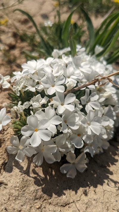 Phlox griseola, photographed by Darrin Gobble