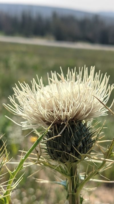 Cirsium clavatum, photographed by Darrin Gobble