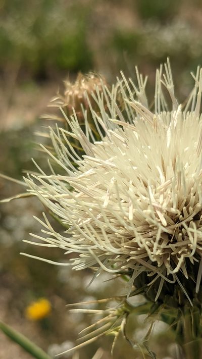 Cirsium clavatum, photographed by Darrin Gobble