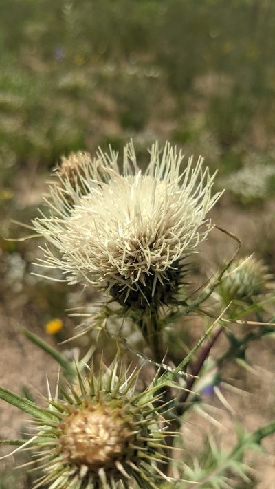 Cirsium clavatum, photographed by Darrin Gobble