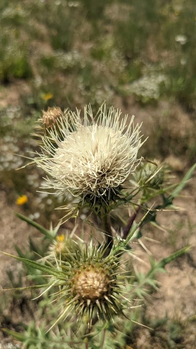 Cirsium clavatum, photographed by Darrin Gobble