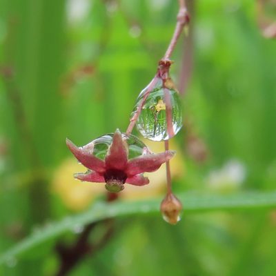 Vincetoxicum floribundum, photographed by Timur Kalininsky