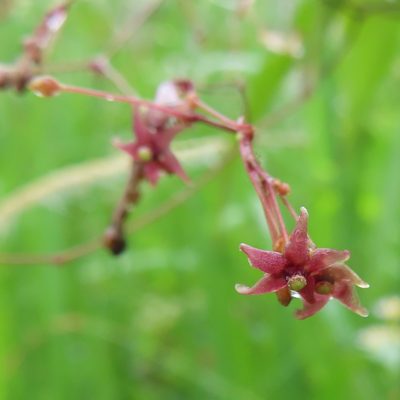 Vincetoxicum floribundum, photographed by Timur Kalininsky