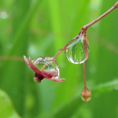 Vincetoxicum floribundum, photographed by Timur Kalininsky