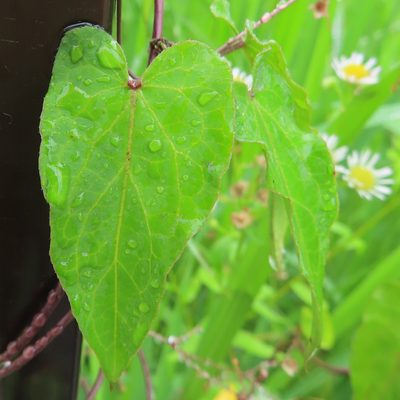 Vincetoxicum floribundum, photographed by Timur Kalininsky