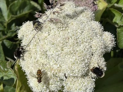Angelica hendersonii, photographed by rappman