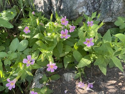 Erythranthe erubescens, photographed by Peter Garber