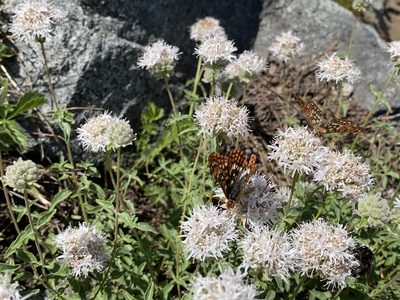 Monardella odoratissima, photographed by Peter Garber