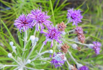 Vernonia lindheimeri, photographed by saltyhiker