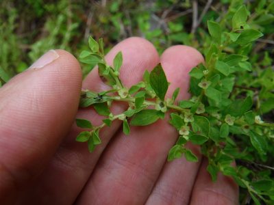 Ludwigia microcarpa, photographed by Eric Knight