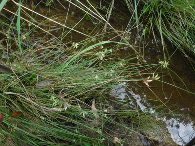 Cyperus lanceolatus, photographed by Eric Knight
