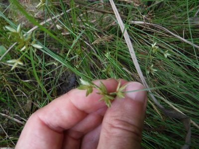 Cyperus lanceolatus, photographed by Eric Knight