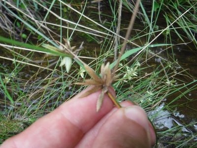 Cyperus lanceolatus, photographed by Eric Knight