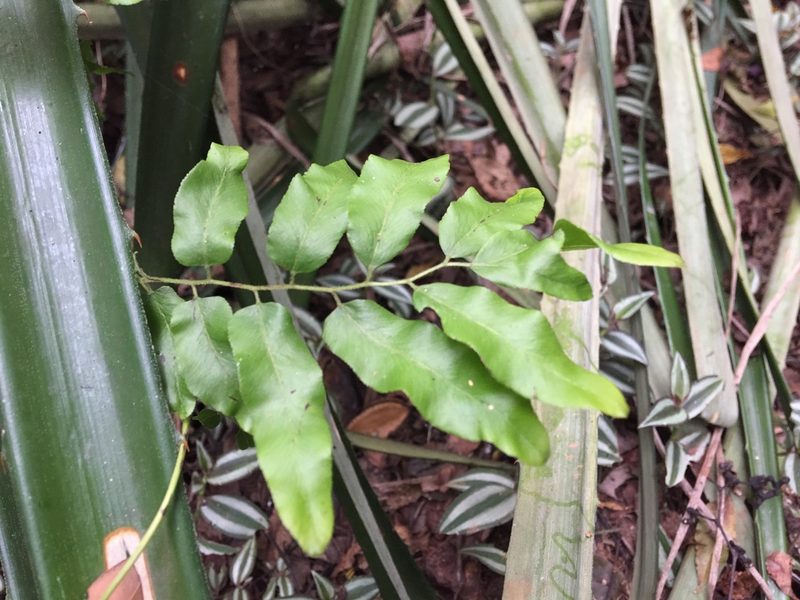 Lygodium volubile, photographed by B. Phalan