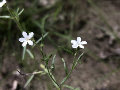 Euploca tenella, photographed by Sophia K