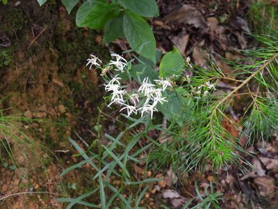 Sericocarpus linifolius, photographed by novvictan