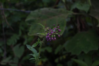 Erechtites valerianifolius, photographed by Andrés Ramírez-Barrera