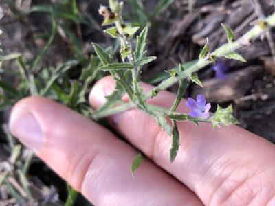 Verbena canescens, photographed by Sophia K