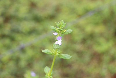 Matourea erecta, photographed by Andrés Ramírez-Barrera