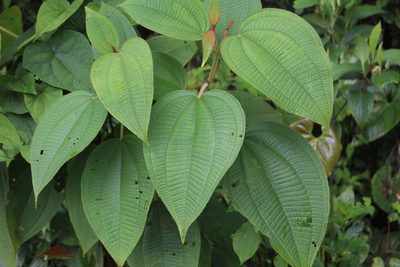 Miconia aeruginosa, photographed by Andrés Ramírez-Barrera