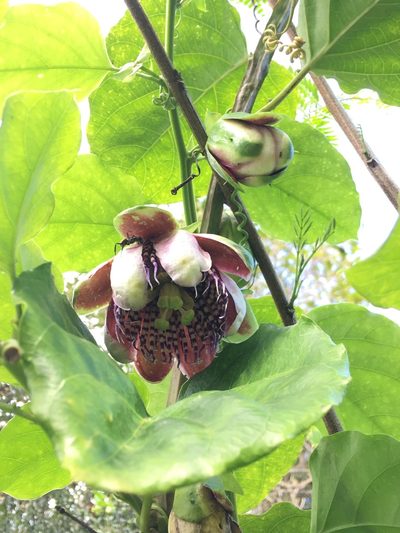 Passiflora alata, photographed by B. Phalan