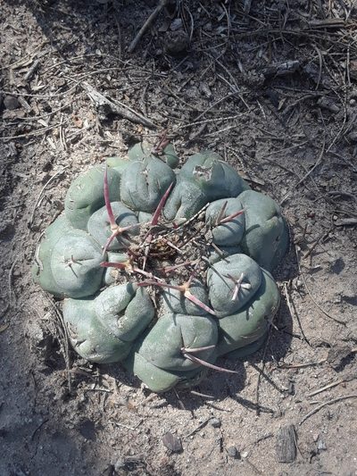 Thelocactus hexaedrophorus, photographed by Alejandro Gómez Maya