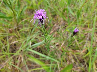 Liatris squarrosa, photographed by Elias
