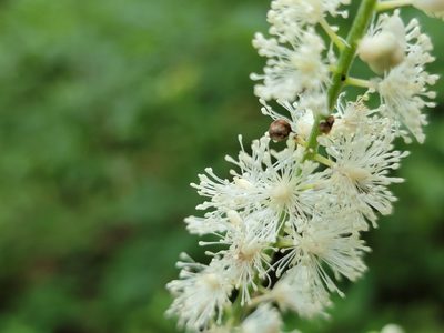 Actaea racemosa, photographed by Elias