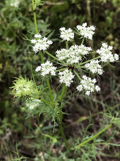 Daucosma laciniata, photographed by Brooke Smith