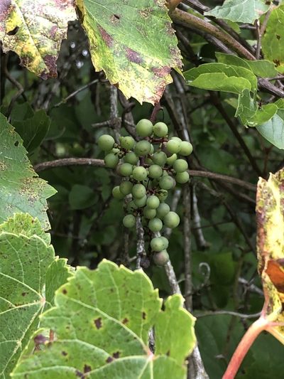 Vitis berlandieri, photographed by Brooke Smith