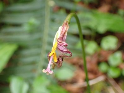 Erythronium revolutum, photographed by Ellyne Geurts