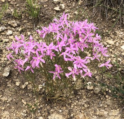 Zeltnera beyrichii, photographed by Brooke Smith