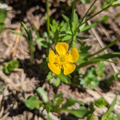 Ranunculus eschscholtzii, photographed by Dominic Gentilcore