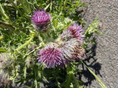 Cirsium edule, photographed by Dominic Gentilcore