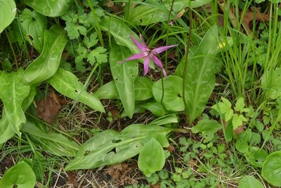 Erythronium revolutum, photographed by Ellyne Geurts