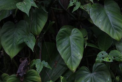 Philodendron hederaceum, photographed by Andrés Ramírez-Barrera