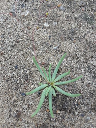 Phemeranthus palmeri, photographed by Alejandro Gómez Maya