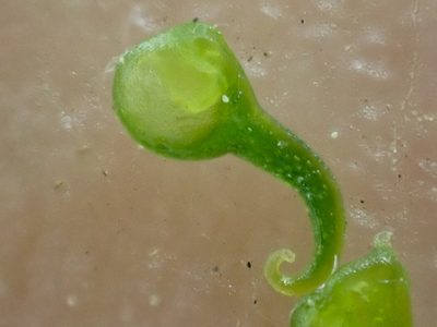 Ranunculus uncinatus, photographed by Trevor Van Loon
