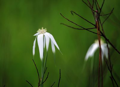Rhynchospora latifolia, photographed by Lauren McLaurin