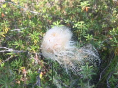 Eriophorum chamissonis, photographed by Old Goat