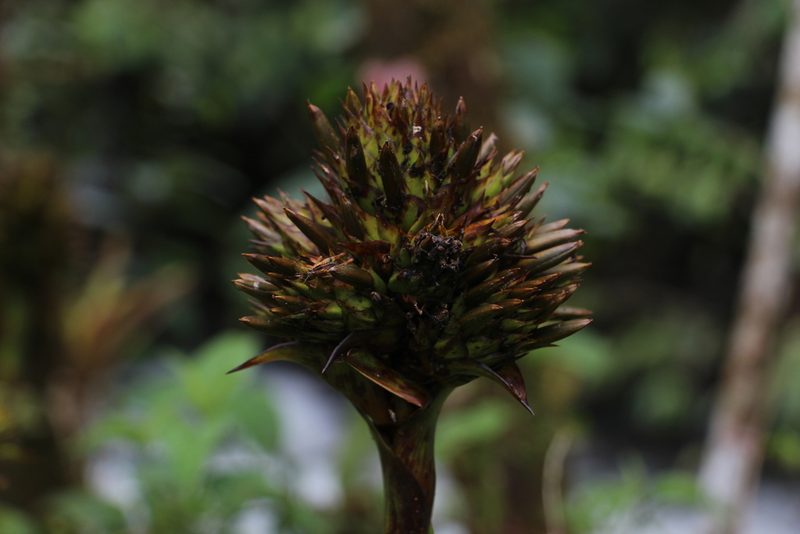 Guzmania triangularis, photographed by Andrés Ramírez-Barrera