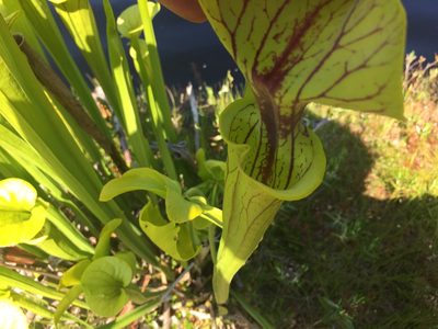 Sarracenia flava, photographed by Old Goat
