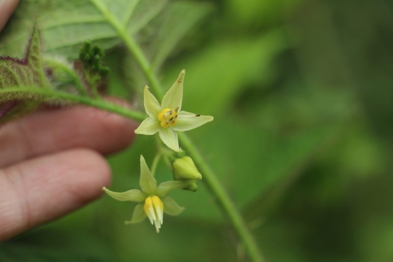 Solanum acerifolium, photographed by Andrés Ramírez-Barrera