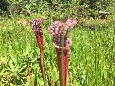Sarracenia leucophylla, photographed by Old Goat