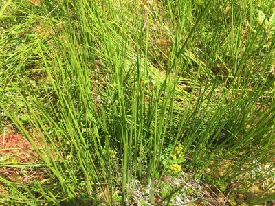 Scheuchzeria palustris, photographed by Old Goat