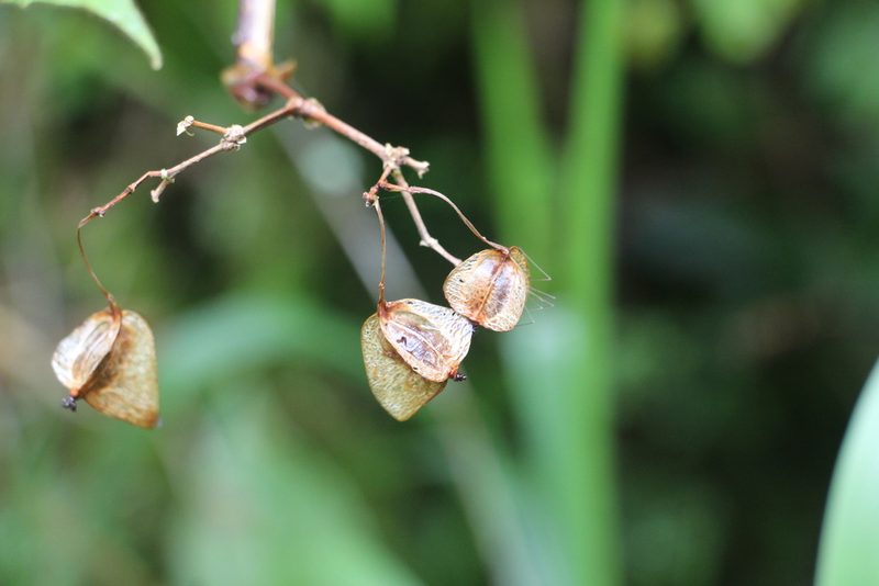 Begonia meridensis, photographed by Andrés Ramírez-Barrera