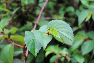 Begonia meridensis, photographed by Andrés Ramírez-Barrera